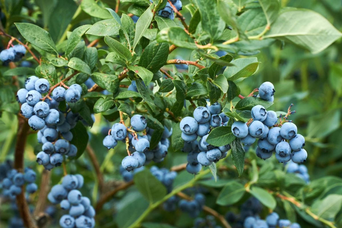 Grow More Blueberry Bushes: Simple Propagation Techniques