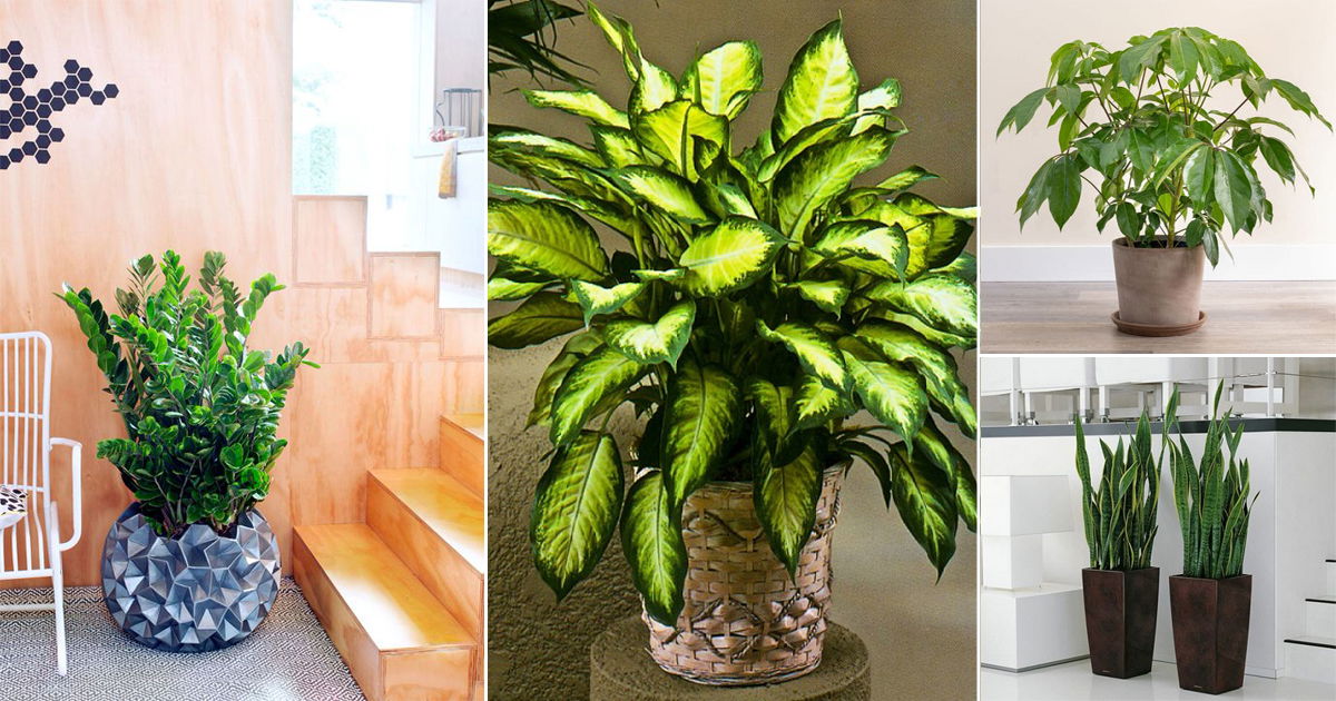 How to Pick Beginner-Friendly Houseplants for Your Space