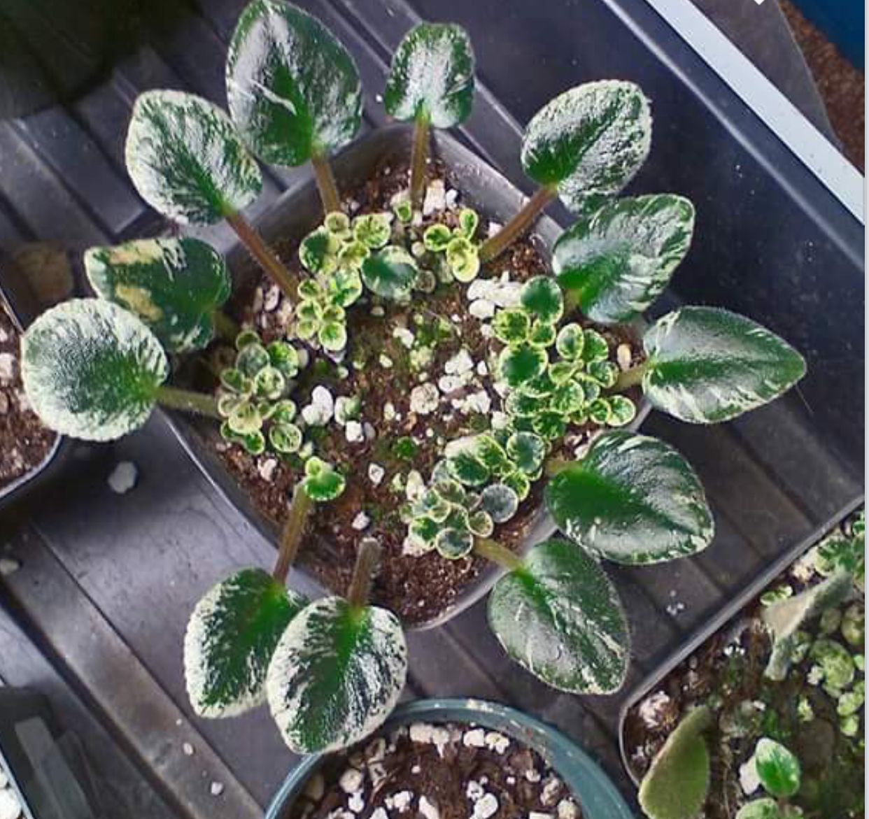 Secrets of African Violet Propagation Finally Revealed!