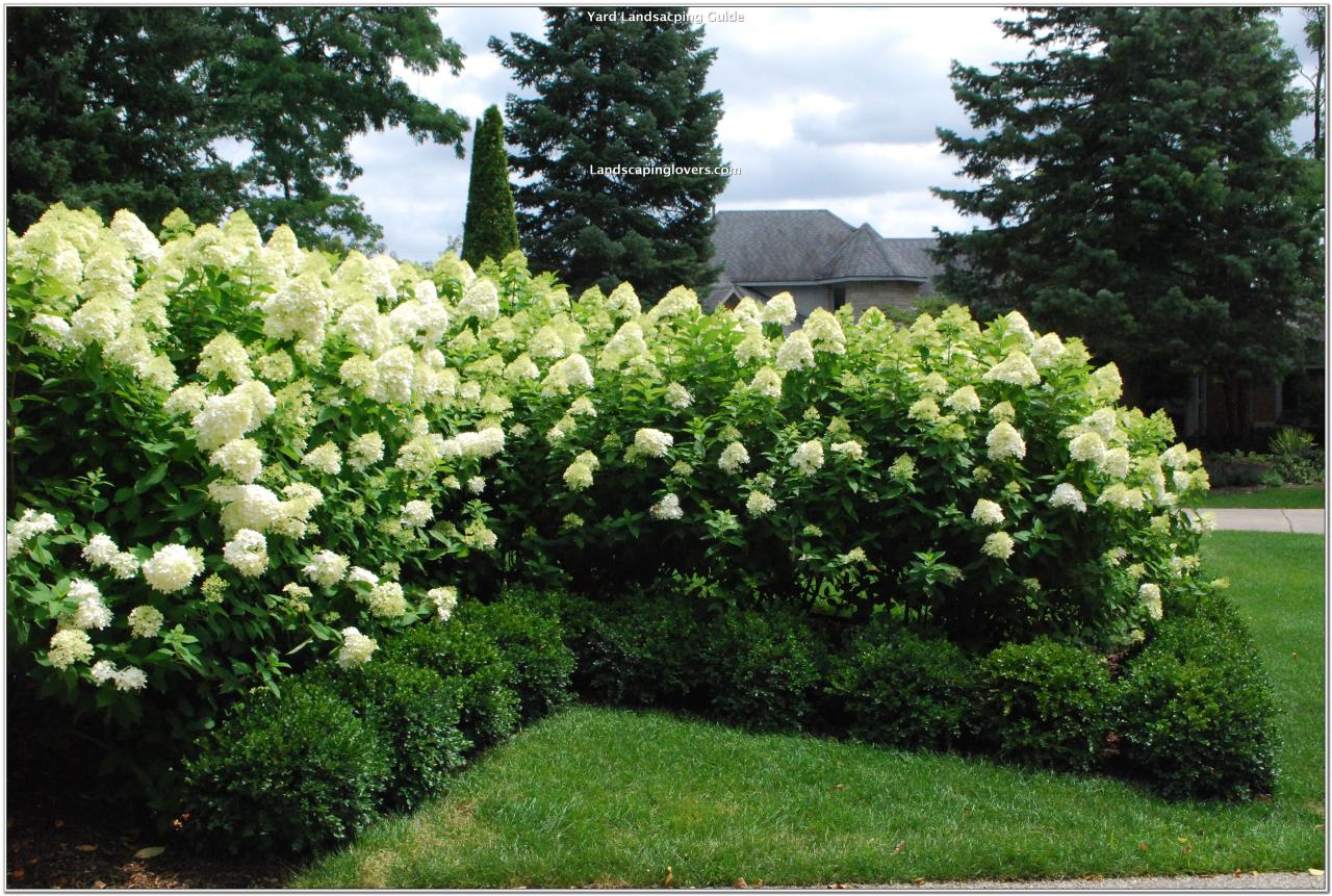 How to Create a Privacy Screen With Hydrangeas and Companion Plants