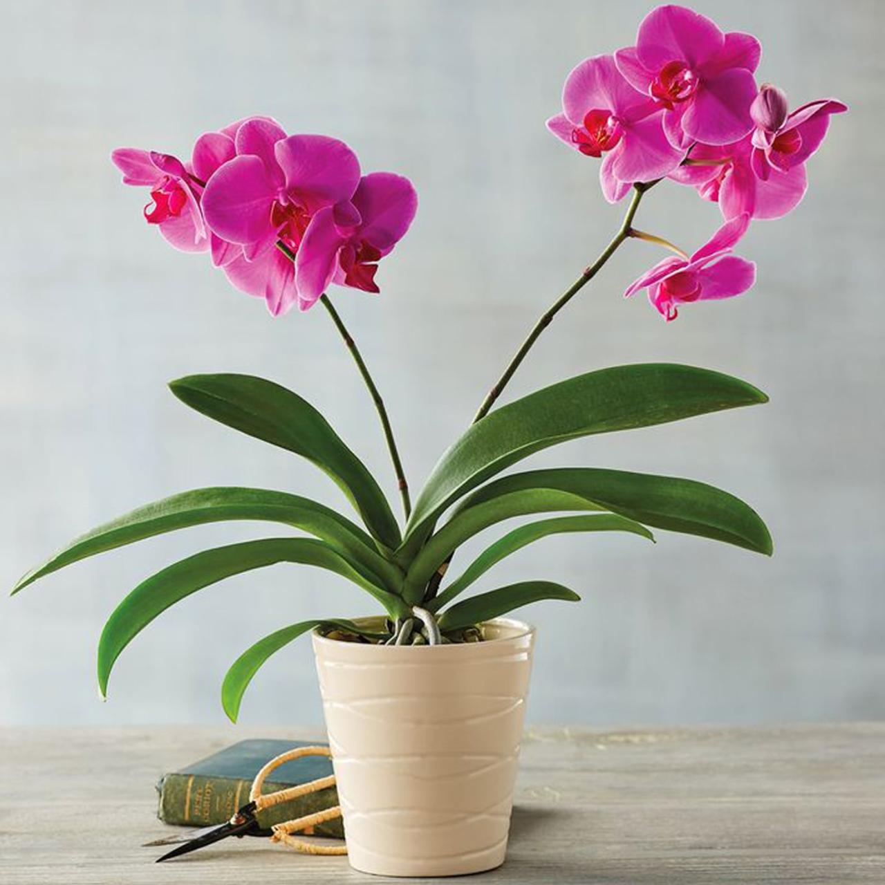 Common Houseplants That Bloom Indoors: A Guide to Indoor Gardens