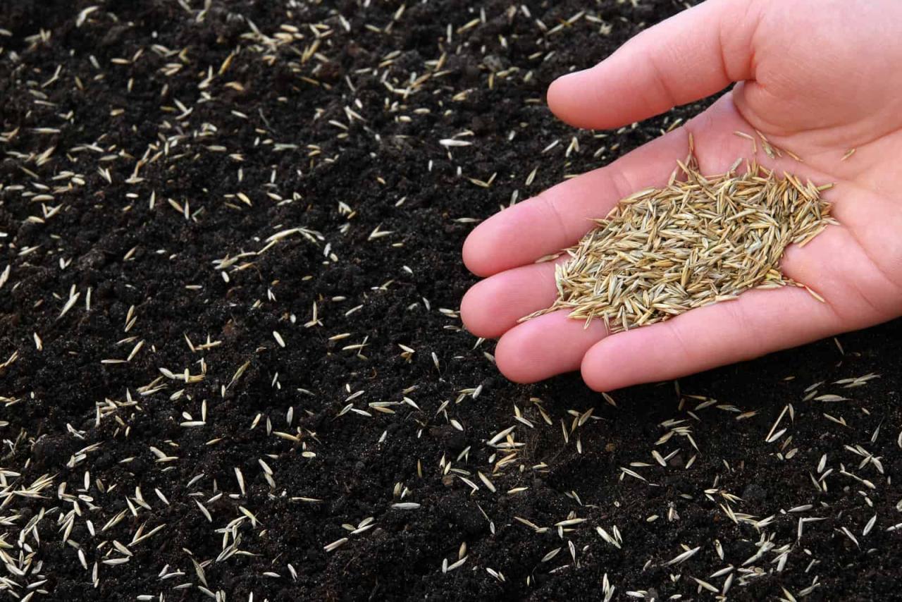 How to Ensure a Lush Lawn with the Right Timing for Grass Seed Sowing