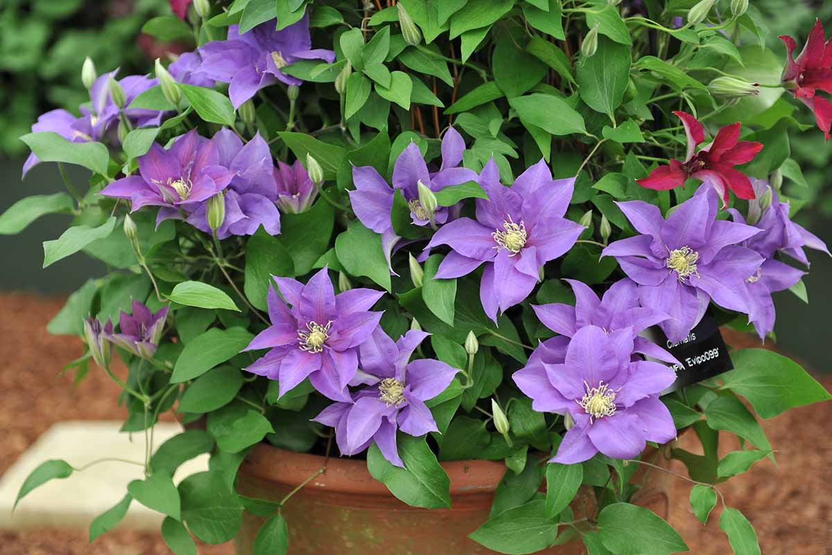 Discover the Best Practices for Successful Clematis Propagation