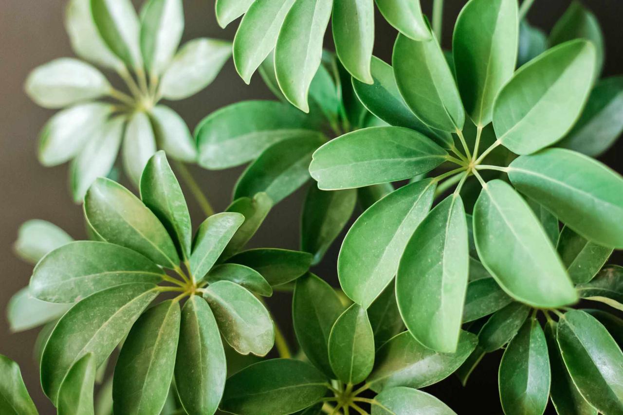 Discover the Secrets to Growing a Vibrant Schefflera Garden