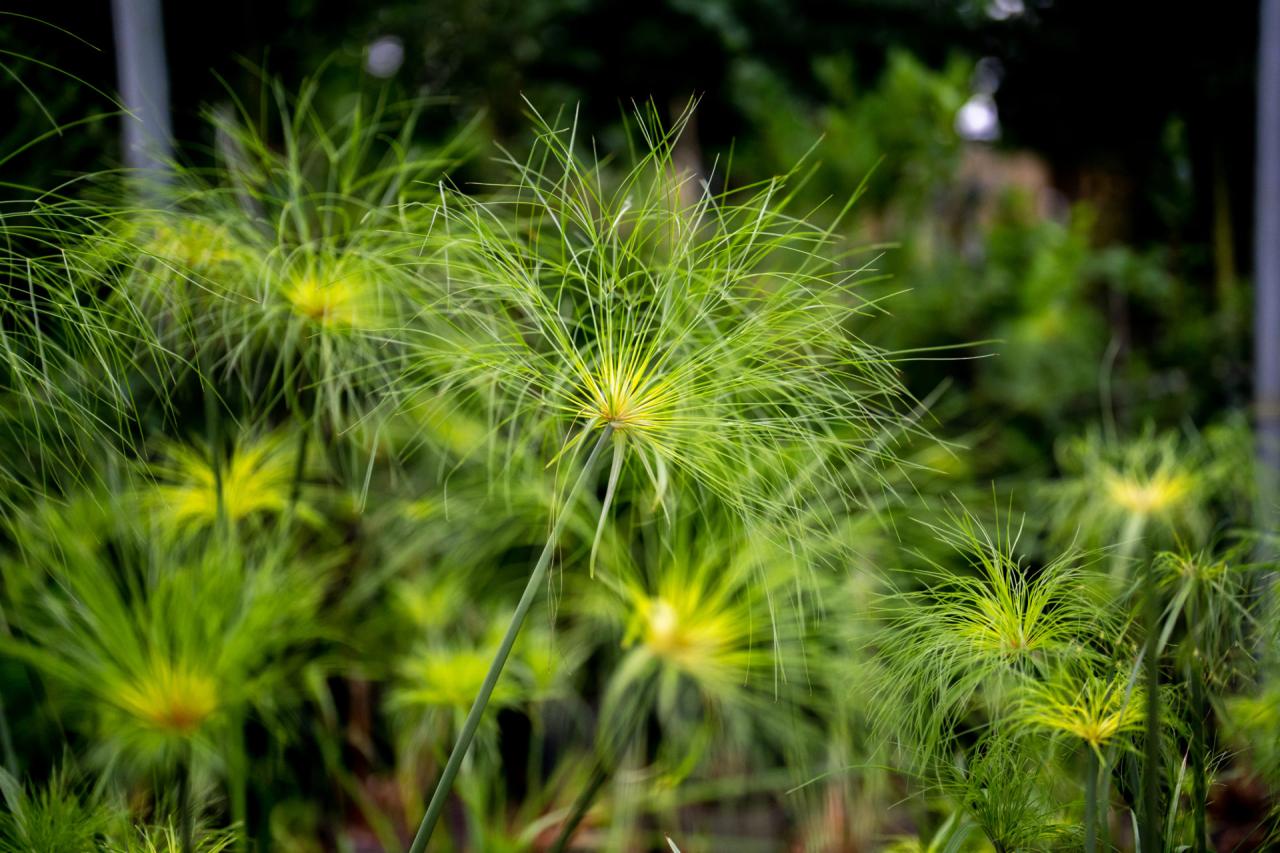 Maximize Your Gardens Impact with Papyrus Plants