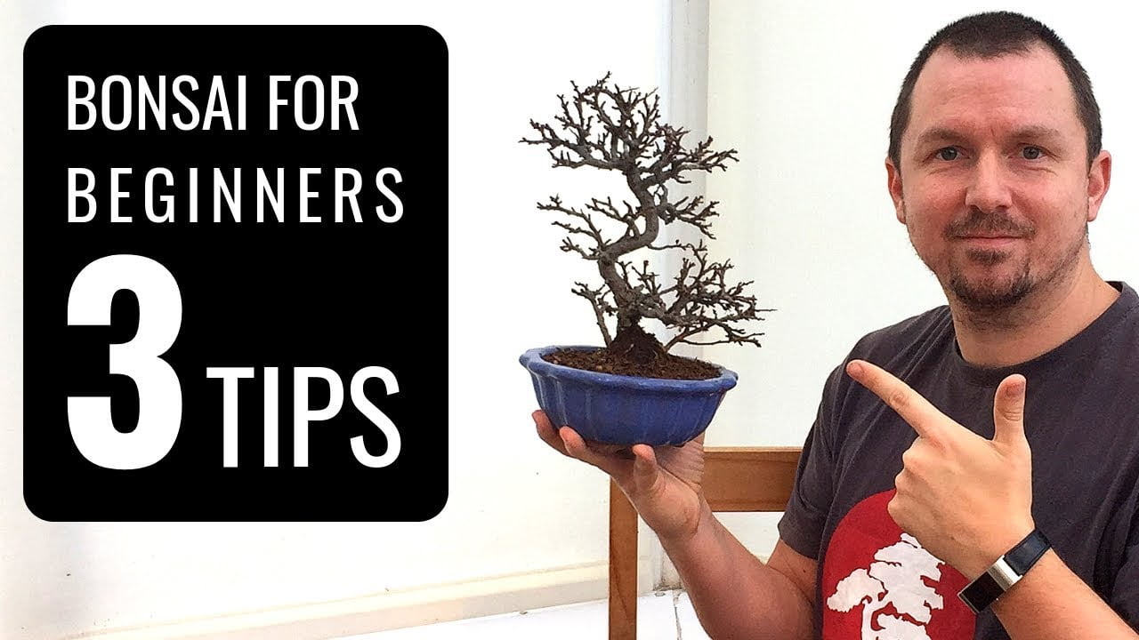 Bonsai Care Tips: A Beginners Guide to Miniature Tree Cultivation