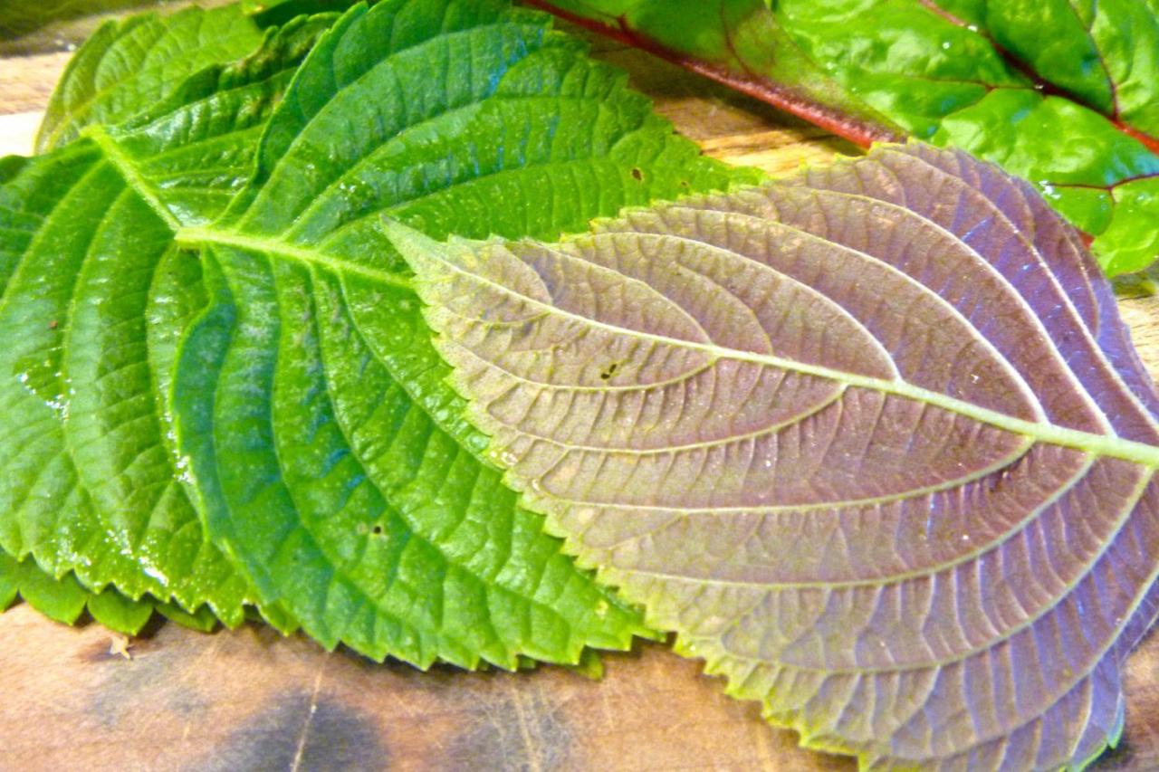 Transform Your Meals with Perilla Leaf: A Unique Herb for Flavor