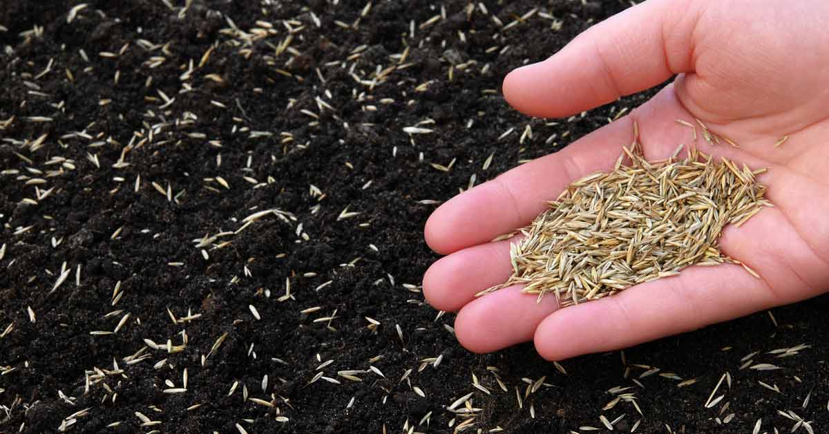 Plant Grass Seed for Best Results: Essential Lawn Care Tips