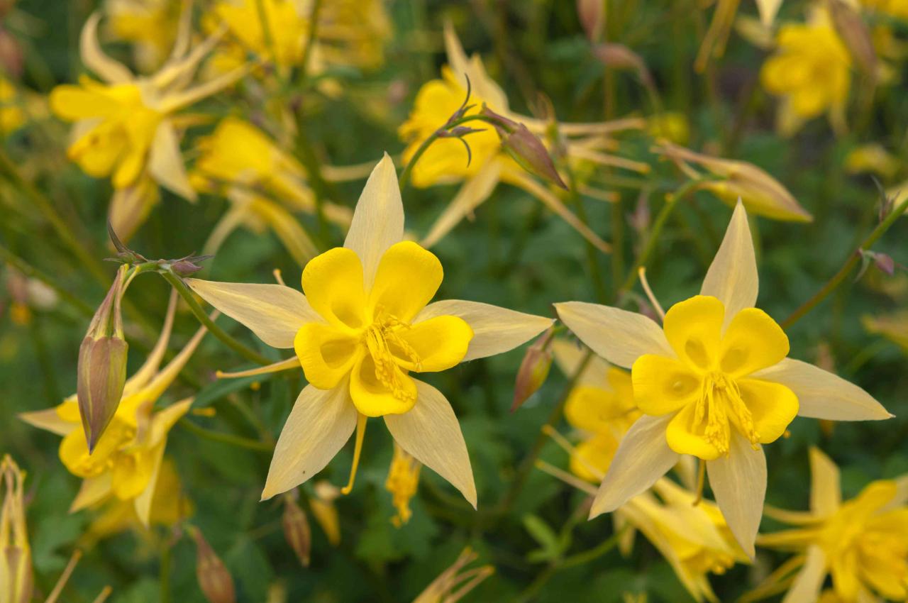 How to Make Your Columbine Plants the Highlight of Your Garden