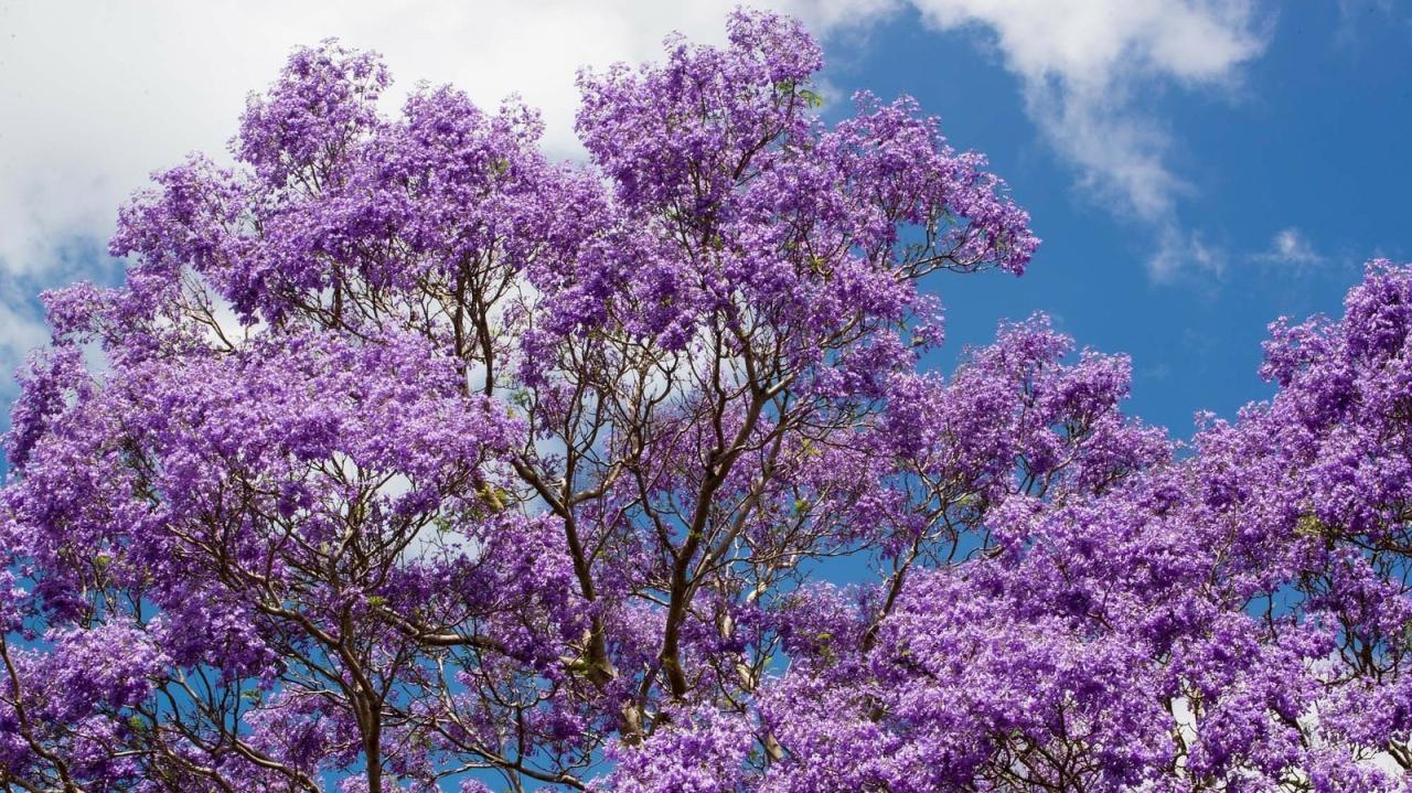 Grow Vibrant Jacaranda Blooms: Planting & Care Guide