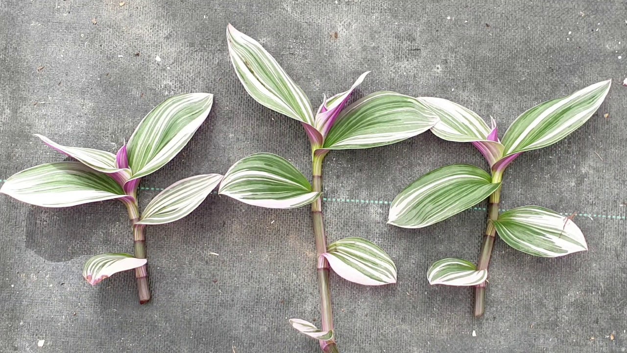 Unlock the Secrets to Successful Tradescantia Propagation