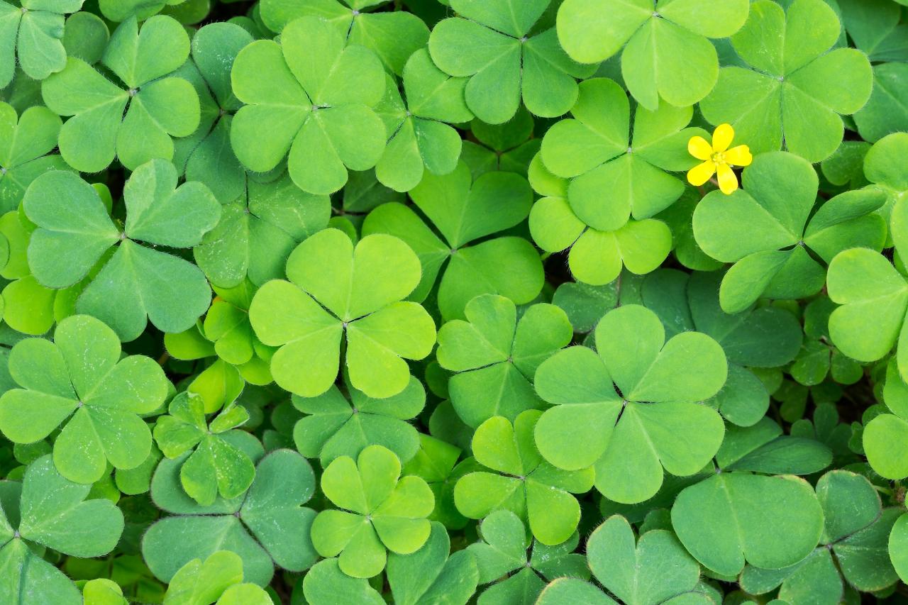 Grow Lucky: The Best Practices for Growing and Maintaining Four Leaf Clovers